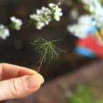 Lá chanh thái chỉ tăng hương vị cho gà luộc. Ảnh: Bùi Thủy