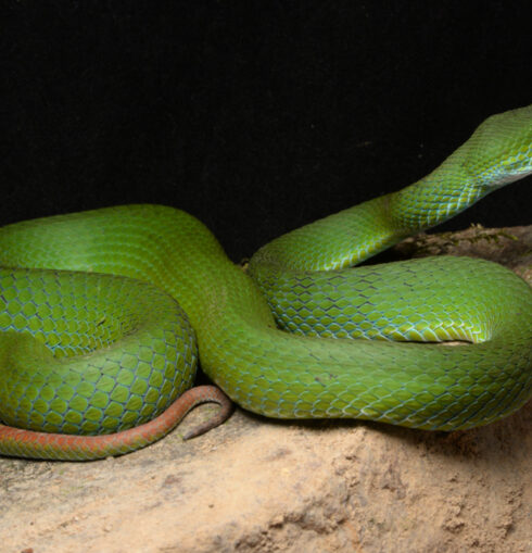 Loài rắn lục mép xanh dương, trong ảnh là con đực trưởng thành. Ảnh: Bragin AM