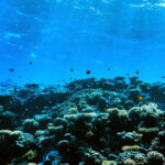 Sự mở rộng của khu vực độ sâu bù carbonate sẽ ảnh hưởng đến sinh vật biển. Ảnh: Stock colors