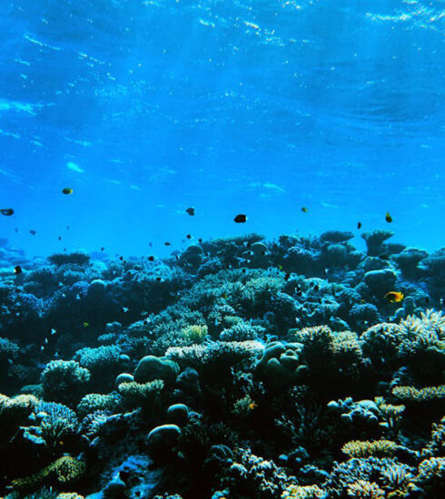 Sự mở rộng của khu vực độ sâu bù carbonate sẽ ảnh hưởng đến sinh vật biển. Ảnh: Stock colors