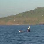 Cá voi xuất hiện gần Gành Đá Dĩa