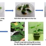 Sơ đồ quy trình chuyển gene trên cây đậu tương của nhóm nghiên cứu Viện Công nghệ Sinh học, Viện Hàn lâm Khoa học Công nghệ Việt Nam. Ảnh: Nhóm nghiên cứu