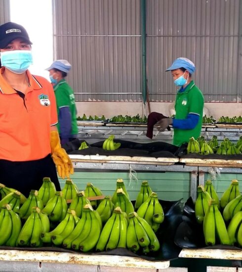 Xưởng sơ chế chuối của Hoàng Anh Gia Lai. Ảnh: Thi Hà