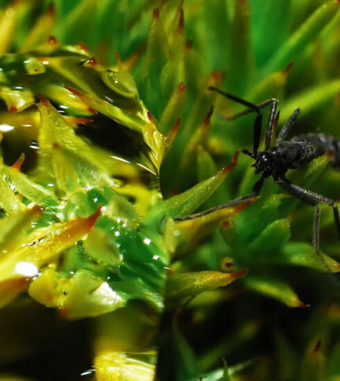 Ruồi nhuế Nam Cực có khả năng sinh tồn trong môi trường lạnh giá. Ảnh: Igor Gvozdovsky