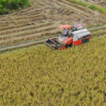 Thu hoạch lúa ở thị trấn Tân Túc (huyện Bình Chánh)ngày 1/9/2021. Ảnh: Quỳnh Trần