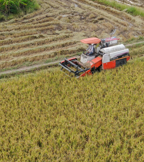 Thu hoạch lúa ở thị trấn Tân Túc (huyện Bình Chánh)ngày 1/9/2021. Ảnh: Quỳnh Trần