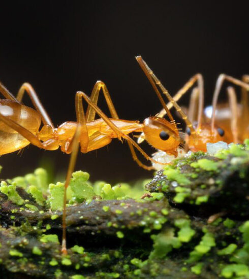 Kiến vàng điên, loài vật có thể phun axit để săn mồi. Ảnh: WTMA/Alan Henderson