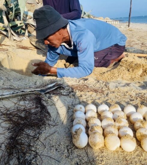 Ông Huỳnh Văn Mãng, tình nguyện viên của khu bảo tồn Hòn Cau đang xếp trứng chuẩn bị đưa về bãi ấp. Ảnh: Yến Phi