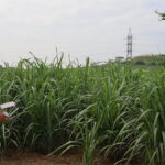 Thông qua cảm biến từ drone và vệ tinh, dự án sẽ thu thập dữ liệu về sức khỏe và thuộc tính của cây trồng, sau đó xử lý bằng trí tuệ nhân tạo để phân loại. Ảnh: Nhóm nghiên cứu