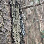 Sâu róm bám trên cây thông tại rừng phòng hộ ở huyện Nghi Lộc. Ảnh: Hùng Lê