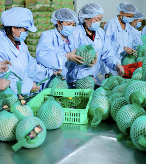 Bưởi được đóng gói và kiểm tra trước khi xuất khẩu. Ảnh: Vina T&T