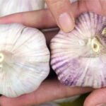 Mua tỏi chọn màu tím hay màu trắng?