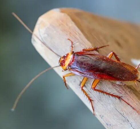 Gián tiến hóa khả năng sống dai suốt hàng trăm triệu năm. Ảnh: iStock