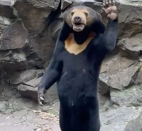 Gấu chó vẫy tay khi đứng thẳng bằng hai chân. Ảnh: Independent