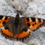 Bướm mai rùa bay cao hàng nghìn mét khi di cư. Ảnh: Reflex Nature