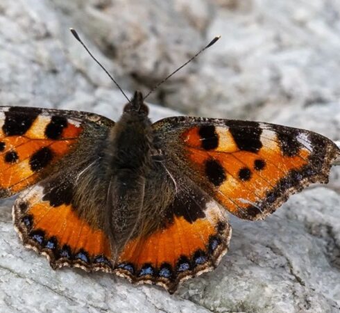 Bướm mai rùa bay cao hàng nghìn mét khi di cư. Ảnh: Reflex Nature