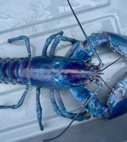 Con tôm hùm kẹo bông mà Joseph Kramer bắt được. Ảnh: Trung tâm khoa học ven biển