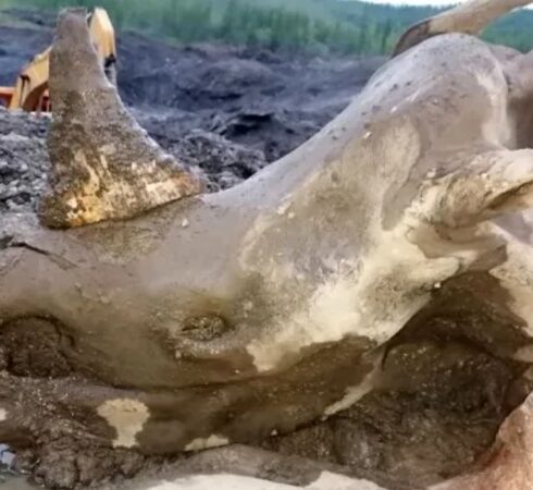 Phần đầu kèm theo chiếc sừng nguyên vẹn của tê giác lông xoăn. Ảnh: Metro