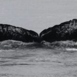 Thùy đuôi của Old Timer do Adam Pack chụp hôm 29/7 ở eo biển Frederick. Ảnh: Adam Pack