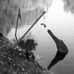 Xác cóc mía được dùng làm mồi nhử cá sấu nước ngọt. Ảnh: Phys.org