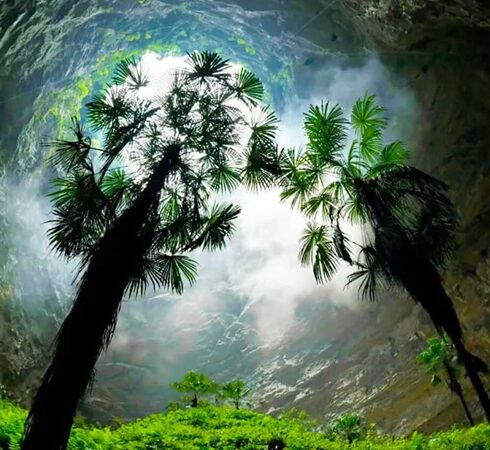 Cây cổ đại mọc xanh tốt bên trong miệng hố thiên đường. Ảnh: Earth