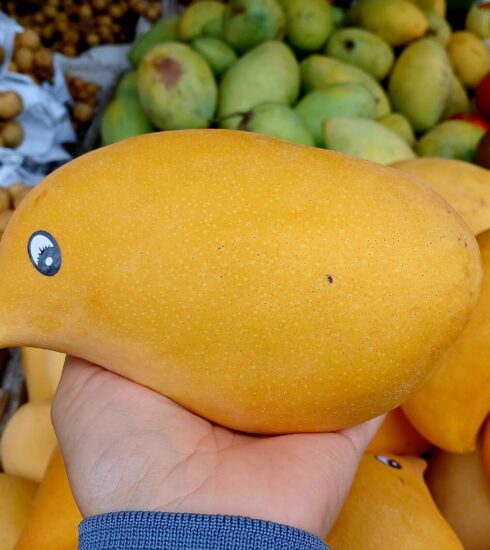 Giống xoài mỏ qụa được bàn đầy các cửa hàng và chợ truyền thống. Ảnh: Thi Hà