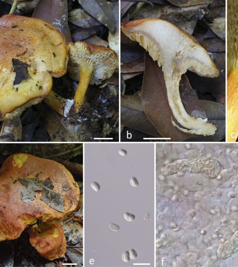 Loài nấm Tylopilus aurantiovulpinus thuộc họ Boletaceae. Ảnh: Nhóm nghiên cứu