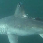 Cá mập porbeagle được gắn thiết bị theo dõi. Ảnh: Jon Dodd