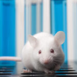 Thuốc nhuộm làm cho mô chuột trở nên trong suốt có thể được ứng dụng trong nghiên cứu y khoa. Nguồn: Getty