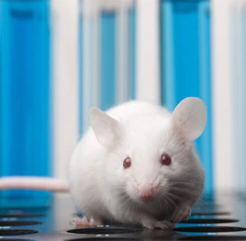 Thuốc nhuộm làm cho mô chuột trở nên trong suốt có thể được ứng dụng trong nghiên cứu y khoa. Nguồn: Getty