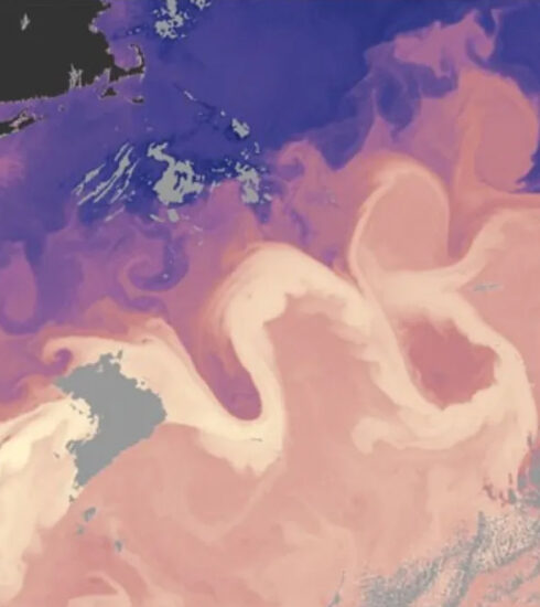 Dòng hải lưu Gulf Stream là dòng hải lưu cung cấp nhiệt và muối cho Bắc Đại Tây Dương. Nó có thể nhìn thấy trên bản đồ này (màu hồng nhạt) nhờ dữ liệu vệ tinh ghi lại nhiệt độ bề mặt biển.Ảnh: NASA