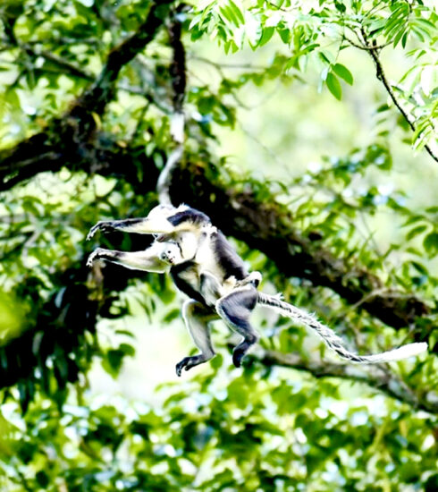 Nhiều cá thể voọc mũi hếch non được phát hiện trong quần thể vọc ở Khau Ca.  Ảnh: Chu Xuân Cảnh