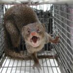 Cầy mangut ăn thịt thỏ thay vì săn rắn độc trên đảo Amami Oshima. Ảnh: AFP