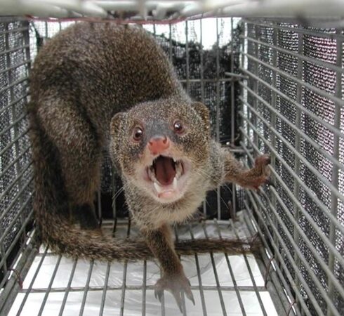 Cầy mangut ăn thịt thỏ thay vì săn rắn độc trên đảo Amami Oshima. Ảnh: AFP