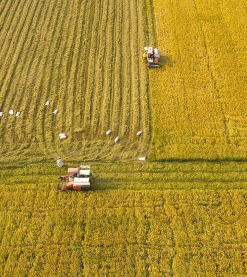 Cánh đồng lúa ở miền Tây. Ảnh: Trần Thanh