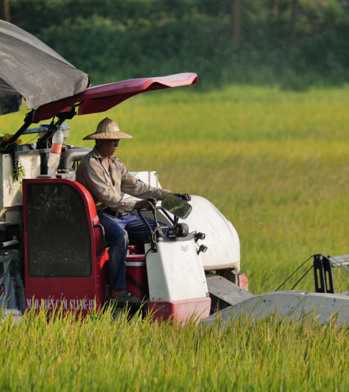 Gặt lúa ở Đông Anh, Hà Nội tháng 5/2023. Ảnh: Ngọc Thành