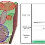 Cơ chế hình thành và vận động của lũ quét. Ảnh: NVCC