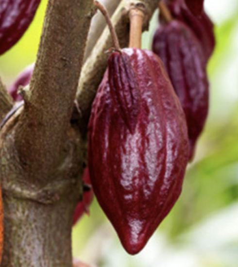 Ca cao trồng ở miền Tây. Ảnh: Ca cao Việt Nam