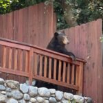Gấu đen ở nhà một cư dân tại Sierra Madre. Ảnh: Los Angeles Times