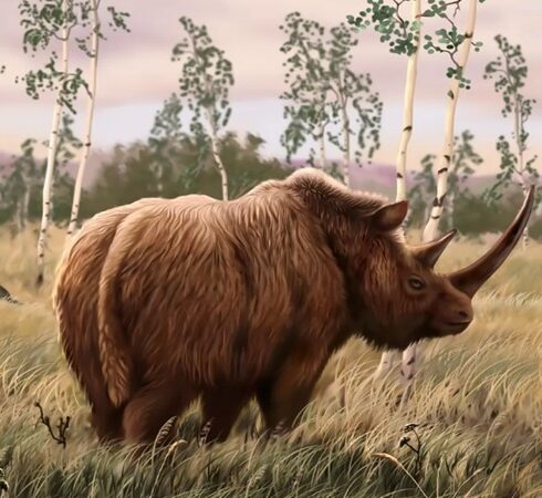 Phục dựng hình dáng của tê giác lông xoăn cổ đại. Ảnh: Ozja