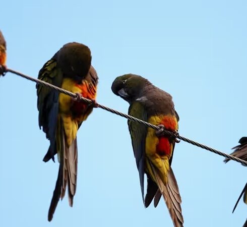 Vẹt đậu trên một đường dây điện ở Hilario Ascasubi. Ảnh: Reuters