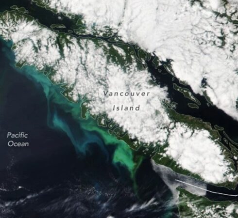 Thực vật phù du phát triển ở phía nam đảo Vancouver. Ảnh: NOAA