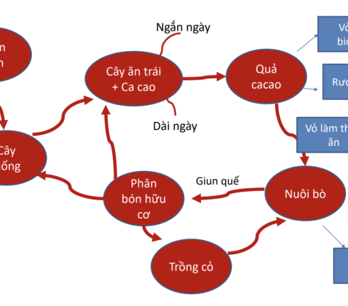 Ví dụ điển hình về mô hình kinh tế tuần hoàn ca cao. Ảnh: Helvetas Việt Nam