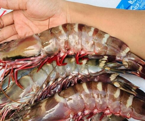 Tôm sú nữ hoàng loại 200-300 gram một con. Ảnh: An Cảng