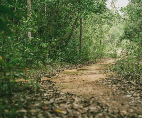 Đường trekking trong Vườn quốc gia Phú Quốc. Ảnh: Dương Đông
