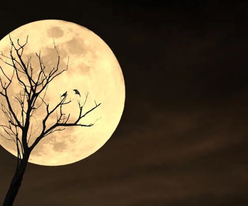 Ánh trăng thay đổi khiến nhiều loài vật thay đổi hành vi. Ảnh: Warawut Klinjun