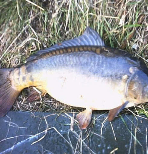 Cá chép Hungary. Ảnh: Viện Nghiên cứu Nuôi trồng thủy sản I