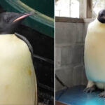 Chim cánh cụt hoàng đế suy dinh dưỡng được tìm thấy trên bãi biển ở Australia. Ảnh: Christopher Tan/X