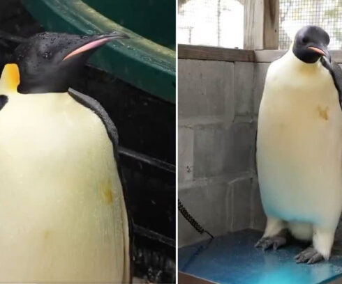 Chim cánh cụt hoàng đế suy dinh dưỡng được tìm thấy trên bãi biển ở Australia. Ảnh: Christopher Tan/X