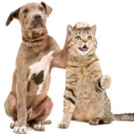 Chỉ dưới 10% số chó con được tiếp xúc với mèo vẫn giữ được bình tĩnh trong suốt quá trình nghiên cứu. Ảnh: Sonsedska/Getty Images/iStockphoto